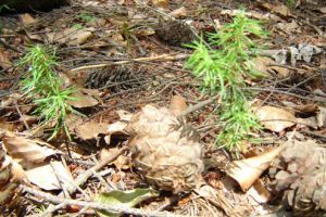 Foret-cherimont  (2).jpg