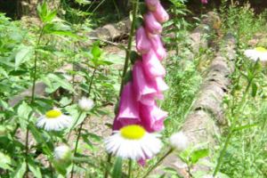 Foret-cherimont  (4).jpg