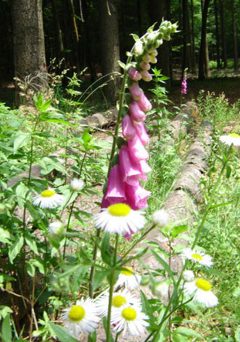 Foret-cherimont  (4).jpg