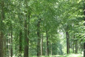 Foret-cherimont  (5).jpg