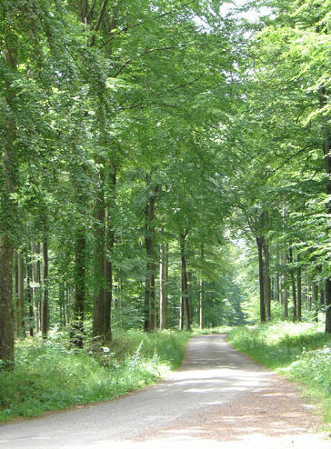 Foret-cherimont  (5).jpg