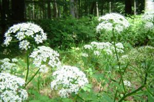 Foret-cherimont  (1).jpg