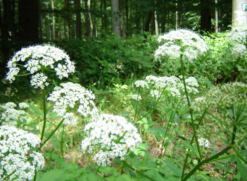 Foret-cherimont  (1).jpg